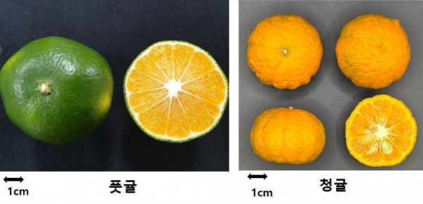 농촌진흥청, '풋귤·청귤' 이름 비슷해도 다른 귤